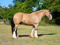 公马, Gypsy horse — 照片 8