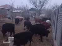 Bull, Cattle — photo 1