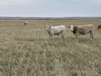 Toro, Swiss cattle — foto 7