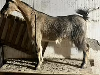Ziege, Alpine goat — Foto 3
