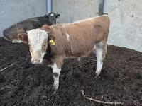 بقرة, Simmental cattle — الصورة 6