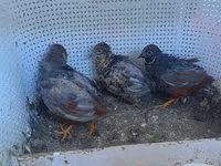 King Quail — photo 4