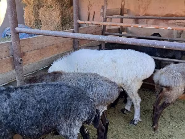 كبش, الأغنام