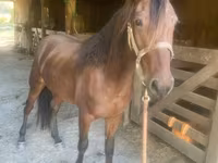Caballo, Rocky Mountain Horse — foto 3