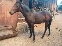 Caballo, French Trotter — foto 5