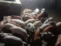 Boar, Pigs — photo 2
