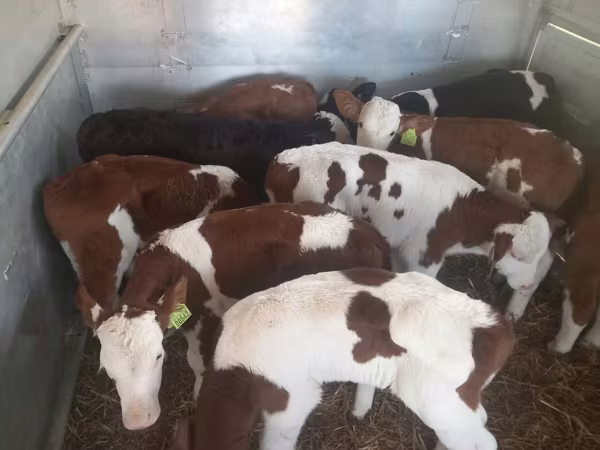 Bulle, Simmental cattle