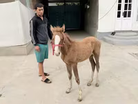 Yegua, Caballos — foto 4
