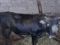 Kuh, Wilder Yak — Foto 1