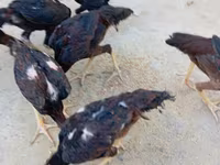 Chickens — photo 4