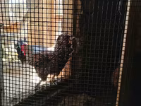 Chickens — photo 2