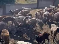 نعجة, Edilbay sheep — الصورة 6