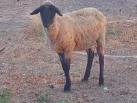 公羊, Sheep — 照片 2