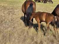 Yegua, Kazakh horse — foto 1