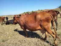 Vaca, Ganado vacuno — foto 2