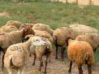Sheep, Apsheron sheep — photo 1