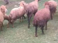 भेड़, भेड़ — फ़ोटो 2