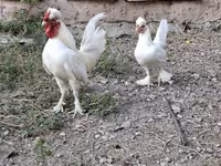 Chickens — photo 1