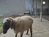 Ram, Blackheaded Persian sheep — photo 6