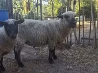 Carnero, Shroshire sheep — foto 3