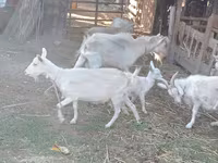 Ziege, Dutch Landrace goats — Foto 4