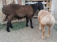 Widder, Arashan sheep — Foto 2
