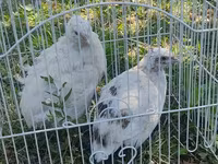 Blanco — foto 3