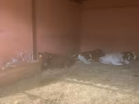 Vaca, Yaroslavl cattle — foto 7