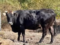 母牛, Brown Carpathian breed — 照片 3