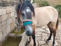 Horse (M), Alter Real — photo 2