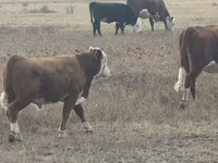 Bulle, Latvian Blue cattle — Foto 3