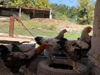 Chickens — photo 2