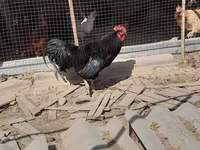 Chickens — Foto 2