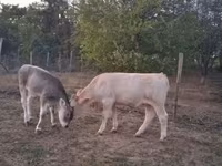 母牛, Brown Carpathian breed — 照片 4