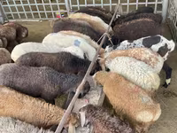Schaf, Krasnoyarsk sheep — Foto 4