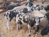 公羊, Zwartbles sheep — 照片 2