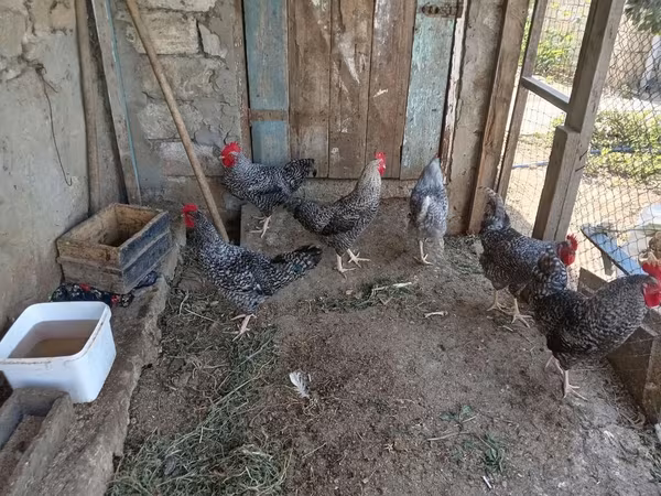 Slovenian Barred Hen