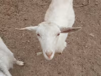 Ziege, Saanen goat — Foto 5