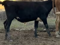 ثور, Simmental cattle — الصورة 2