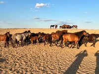 Yegua, Mugalzhar horse — foto 2
