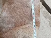 Carnero, Aland sheep — foto 6