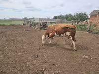 ثور, Simmental cattle — الصورة 3
