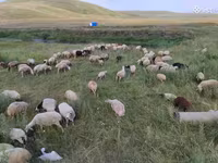 Sheep, Balbas sheep — photo 5