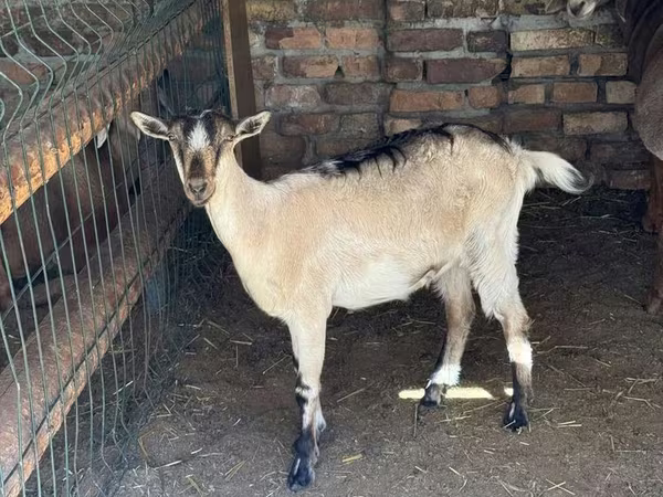 Коза, Зааненская коза