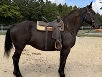 Mare, Percheron — photo 5