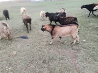 عنزة, الماعز — الصورة 4