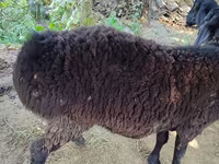 Widder, Blackheaded Persian sheep — Foto 1