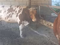 Toro, Simmental cattle — foto 2