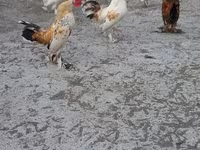 Japanese Bantam — photo 2