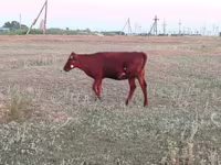 Vaca, Vaca de estepa roja — foto 3